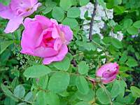 marguerite hillings.JPG